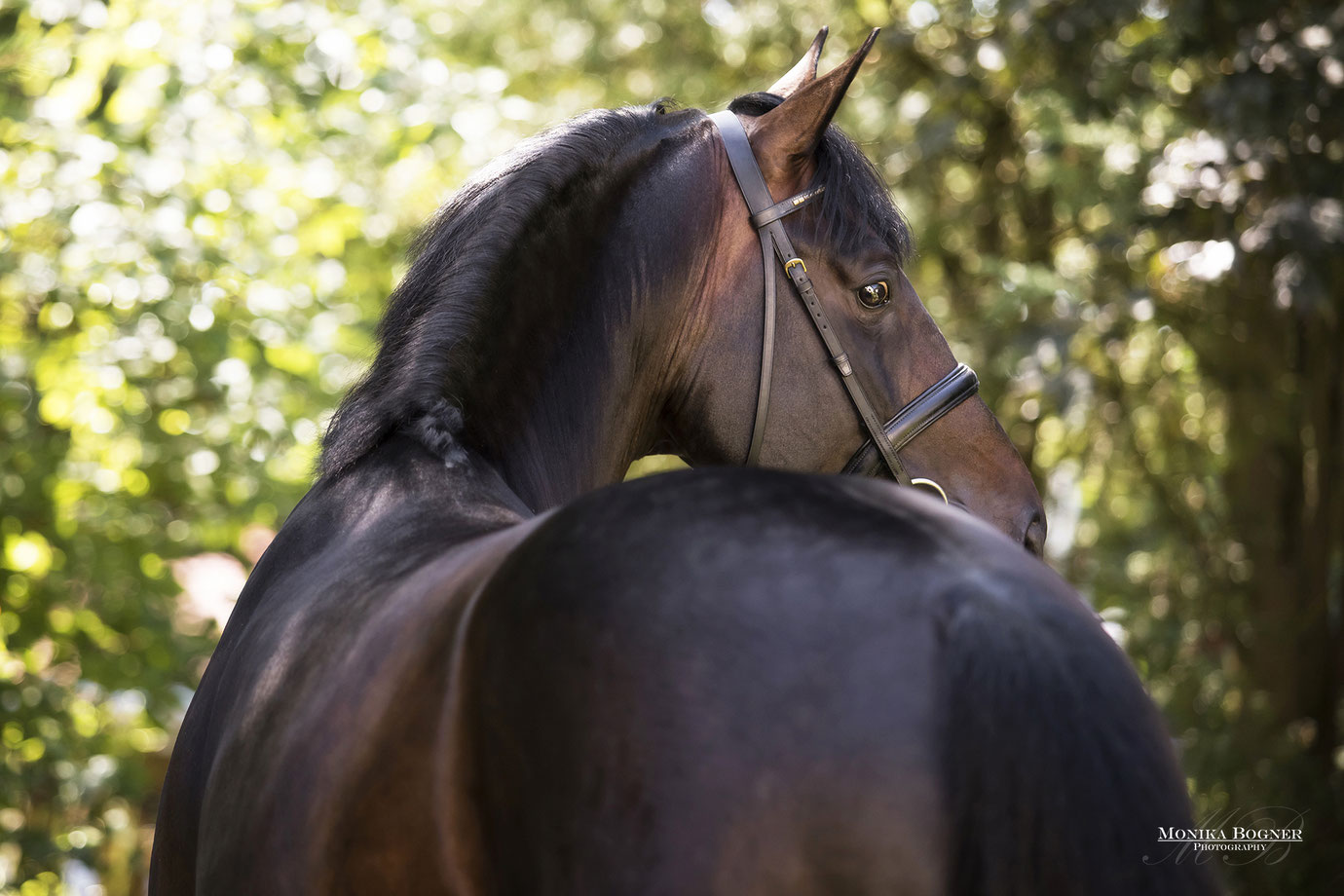 Dressurpferd, Springpferd, Hengst, Deckhengst, Monika Bogner Photography, Fotoshooting mit Pferd, Pferdefotografie