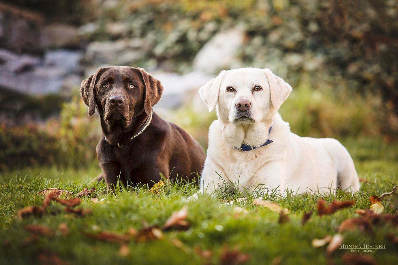 Labrador braun und blond, Hundefotografie, Fotoshooting mit Hund, Bayern, Monika Bogner Photography