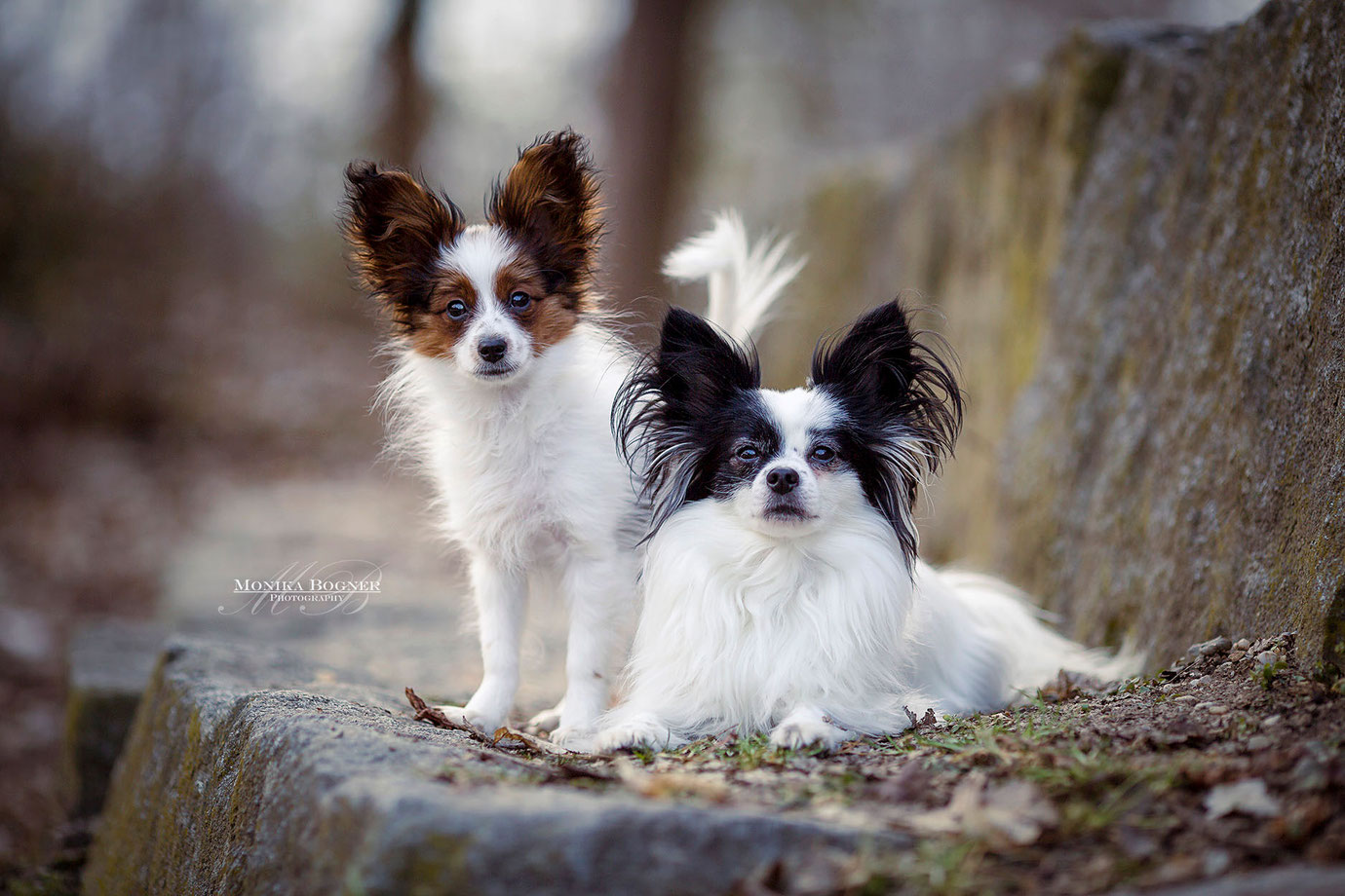 Hundeshooting, Papillion Hunde, Hundefotografie, Fotoshooting mit Hund, Bayern, Monika Bogner Photography