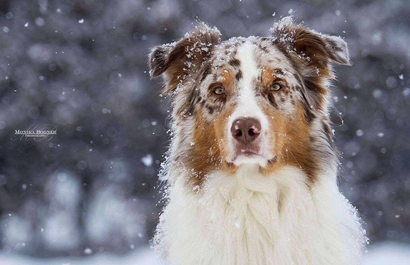 australian shepherd, Schneeflocken, Hundefotografie, Fotoshooting mit Hund, Bayern, Monika Bogner Photography
