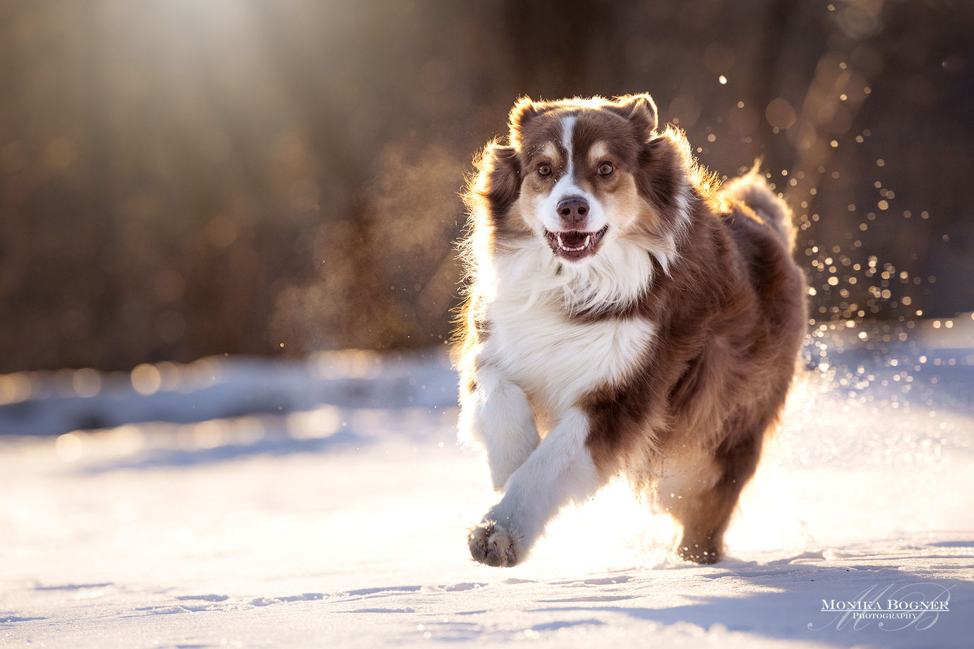 Aussie im Winter, Schneefotos, Hundefotografie, Fotoshooting mit Hund, Bayern, Monika Bogner Photography