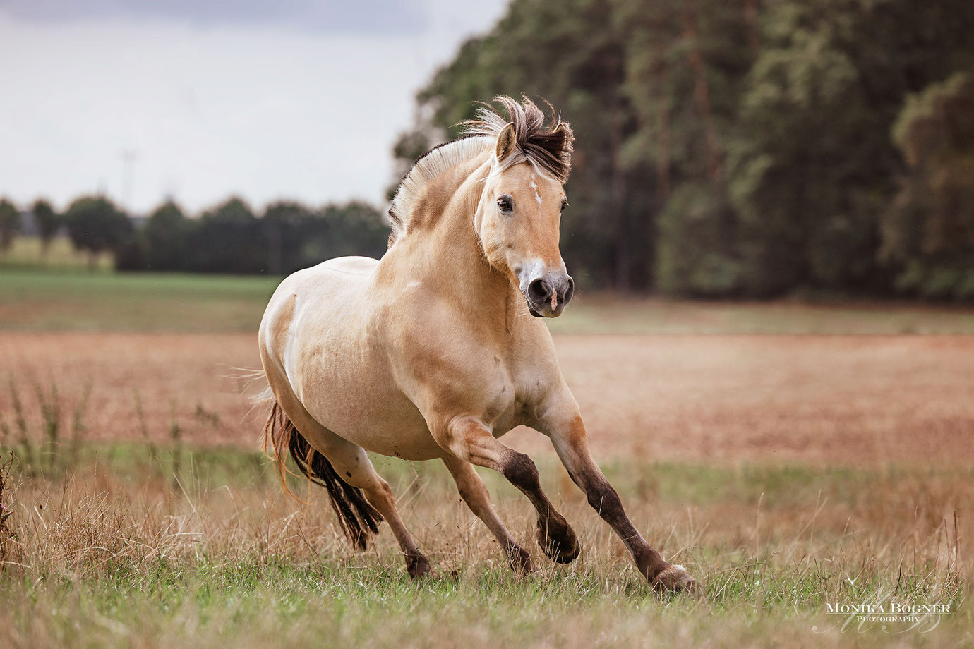 Norweger im Galopp , Pferdefotografie, Monika Bogner Photography, Fotoshooting mit Pferd