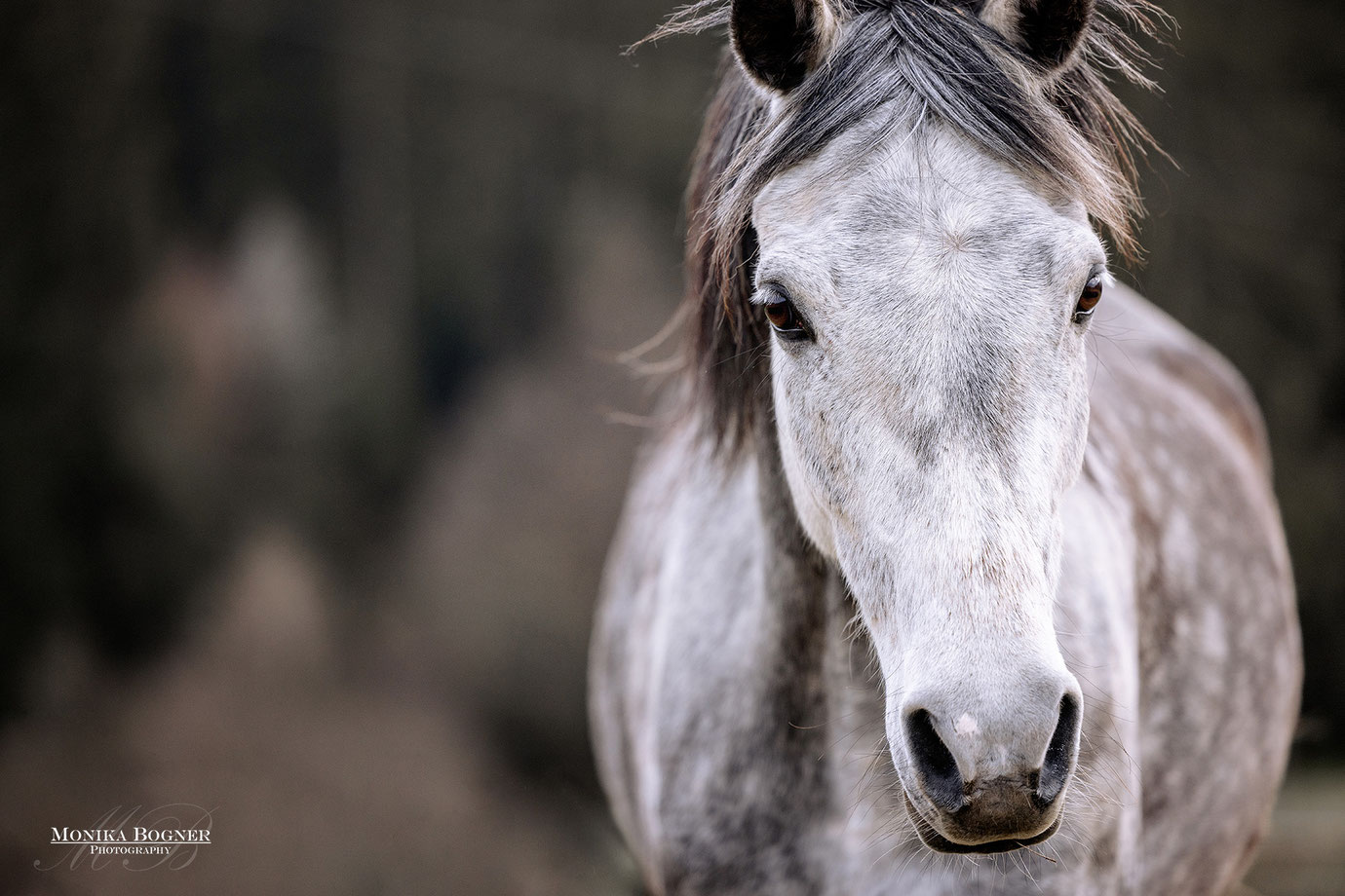 Araber, Schimmel, Pferdefotografie, Pferde im Freilauf, Monika Bogner Photography, Fotoshooting mit Pferd