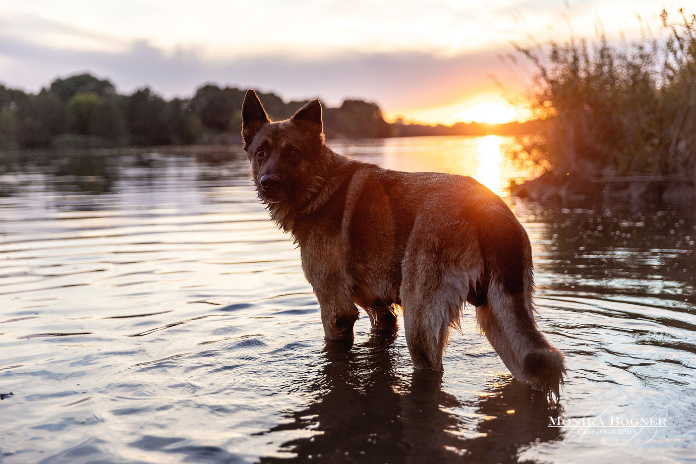 Schäferhund im Wasser, Hundefotografie, Fotoshooting mit Hund, Bayern, Monika Bogner Photography