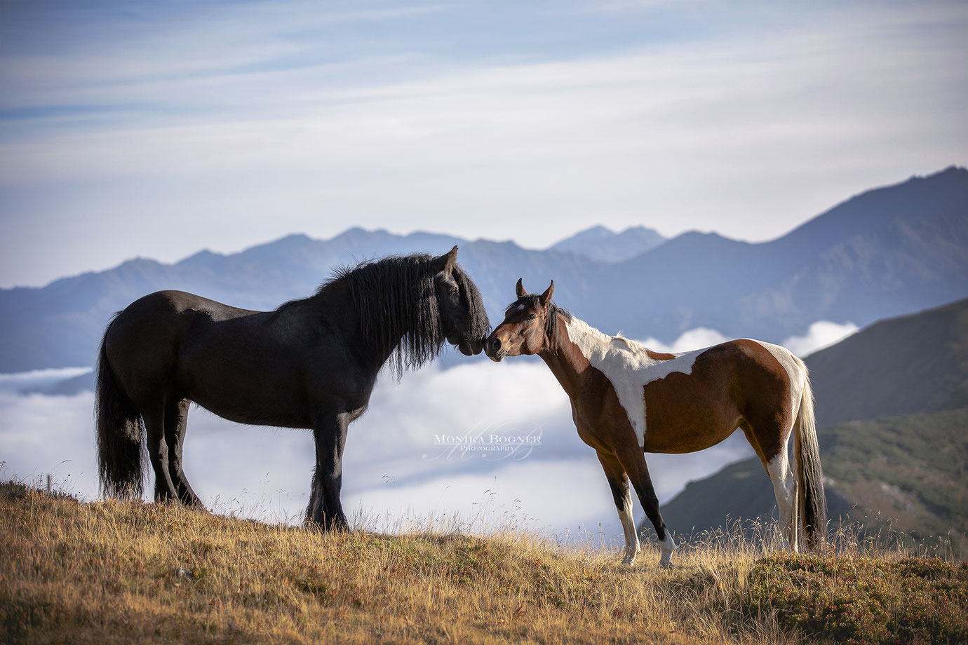 Tinker und Pinto auf einer Alm in Südtirol beim Fotoshooting, Monika Bogner Photography, Fotoshooting mit Pferd, Pferdefotografie