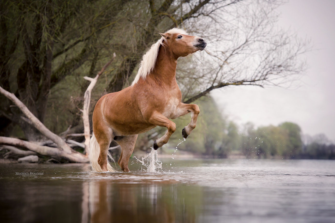 Haflinger Freiheitsdressur steigendes Pferd, Monika Bogner Photography, Fotoshooting mit Pferd, Pferdefotografie