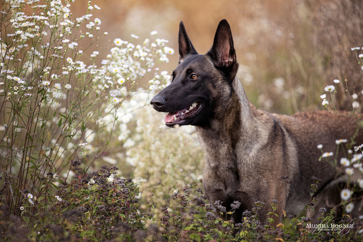 Mali, Hundefotografie, Fotoshooting mit Hund, Bayern, Monika Bogner Photography