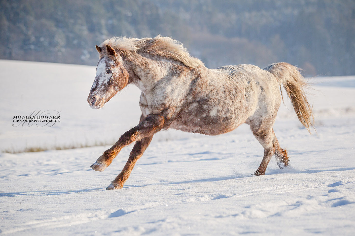 Pferde im Schnee, Monika Bogner Photography, Fotoshooting mit Pferd, Pferdefotografie