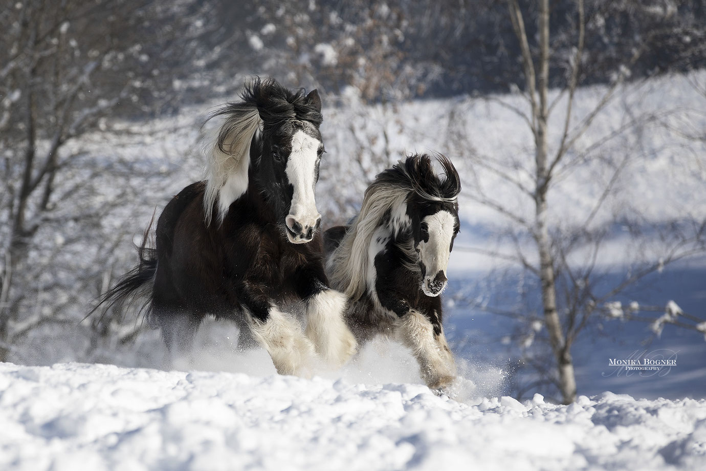 zwei Tinker - Irish Cob im Schnee beim Fotoshooting im Winter, Monika Bogner Photography, Fotoshooting mit Pferd, Pferdefotografie