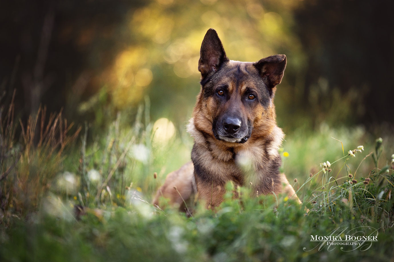 Schäferhund , Hundefotografie, Fotoshooting mit Hund, Bayern, Monika Bogner Photography