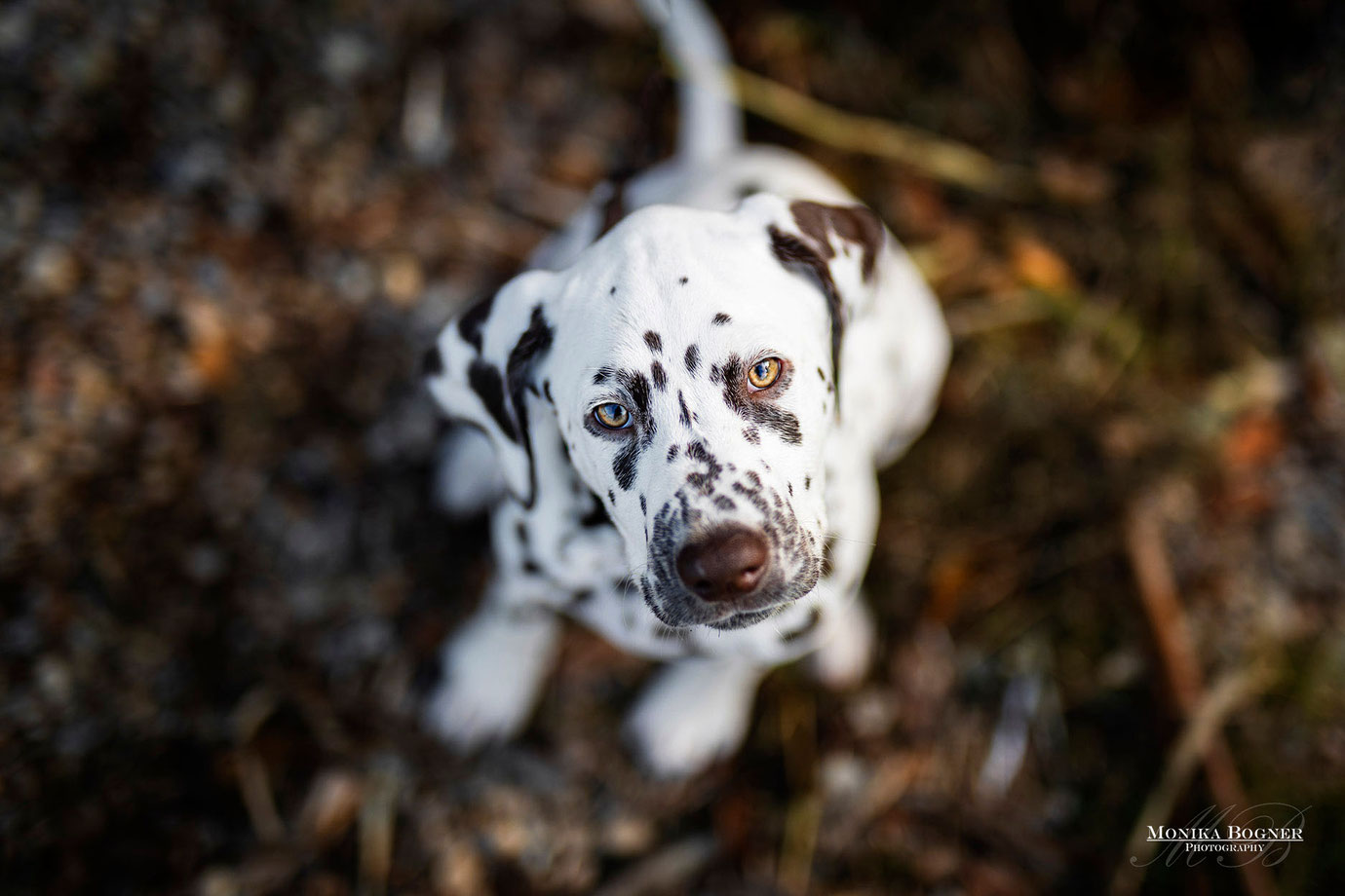 Dalmatiner, Welpe, Hundefotografie, Fotoshooting mit Hund, Bayern, Monika Bogner Photography