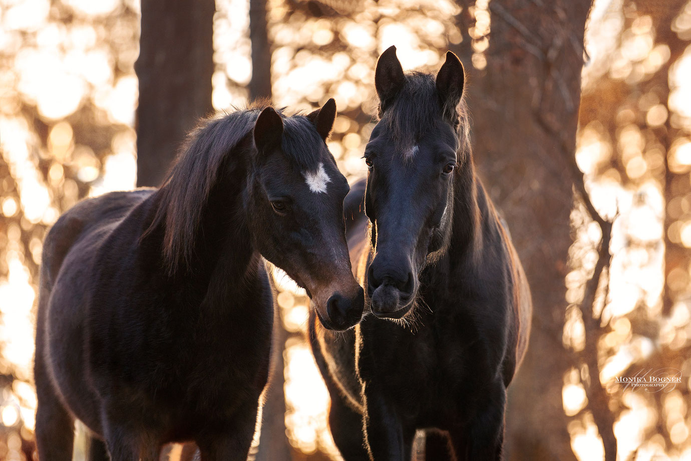 Zwei Pferde im Sonnenuntergang, Pferdeshooting im Winter, Monika Bogner Photography, Fotoshooting mit Pferd