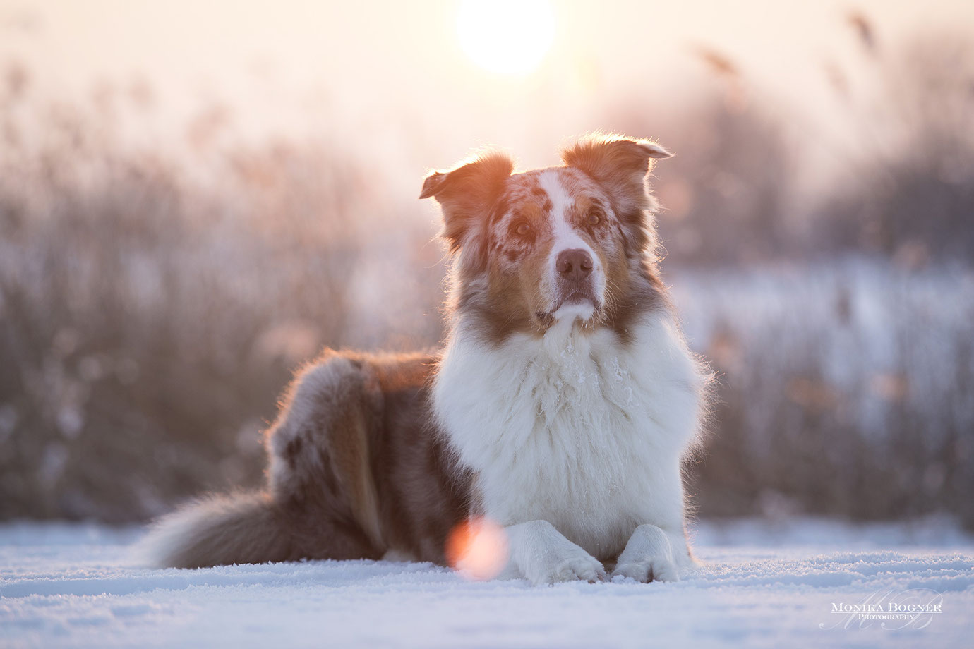 Aussie im Winter, Hundefotografie, Fotoshooting mit Hund, Bayern, Monika Bogner Photography