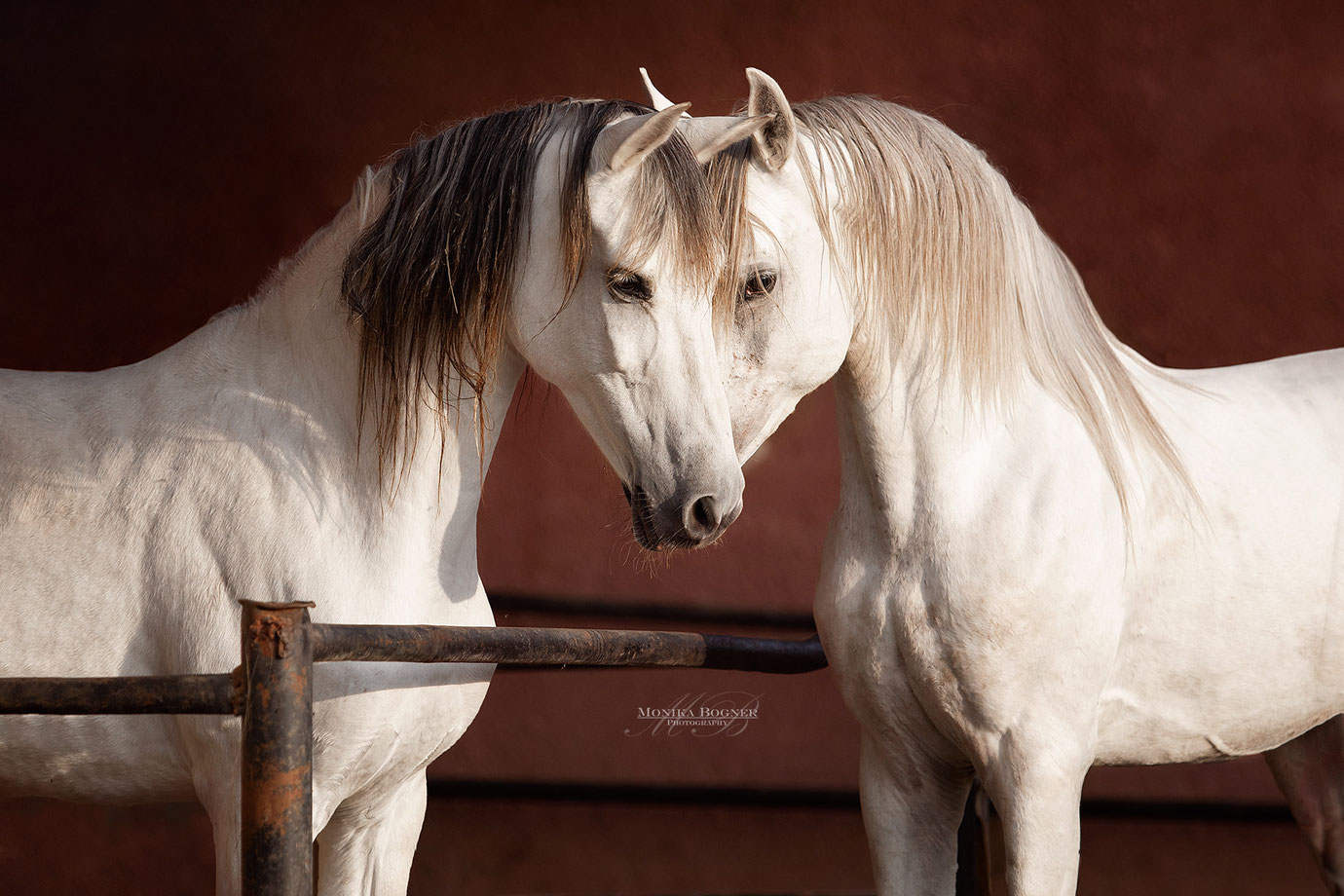 Pferdeshooting, zwei Araber, Hengst und Stute, Schimmel, Monika Bogner Photography, Fotoshooting mit Pferd, Pferdefotografie