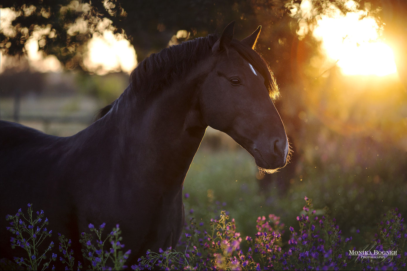 lusitano-pferd-im-sonnenuntergang-pferdefotografie.jpg