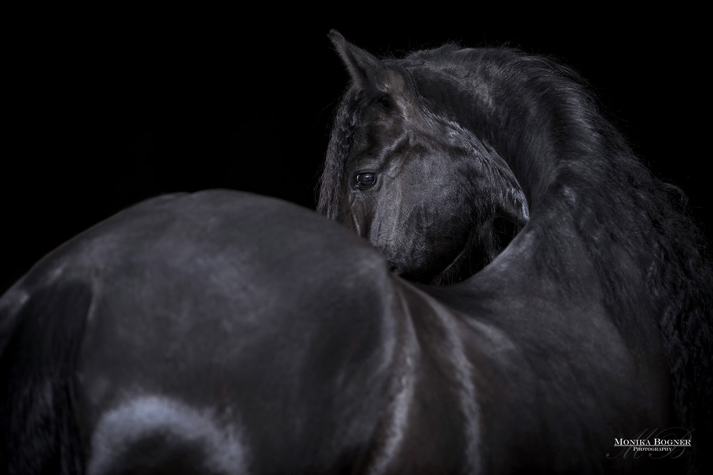 Pferde im Studio, Pferde vor schwarzem Hintergrund, Pferdefotografie