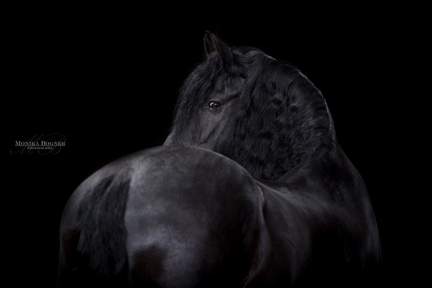 Pferde im Studio, Pferde vor schwarzem Hintergrund, Pferdefotografie, Friese, Rappe