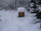überwinterte Buckfast Bienenvölker kaufen, Harzer Gebirgsimkerei
