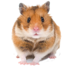 Goldhamster, Hamster kaufen, Hamster richtig halten, Hamsterkaefig, Nagerterrarium, Goldhamster Buch,