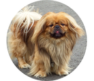 在犬数　2　頭