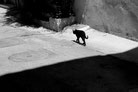 Chat noir