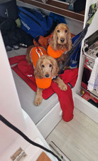 Zwei Cockerspaniel mit Schwimmweste liegen in der Achterkoje einer Segeljacht