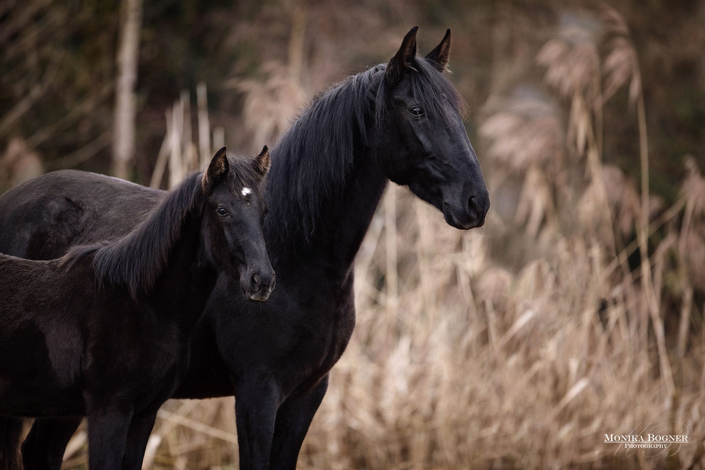 Pferde In Der Natur Monika Bogner Photography