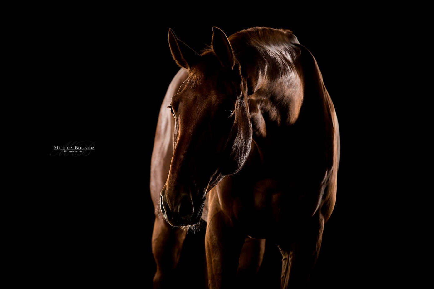 Pferde im Studio, Pferde vor schwarzem Hintergrund, Pferdefotografie, Warmblut