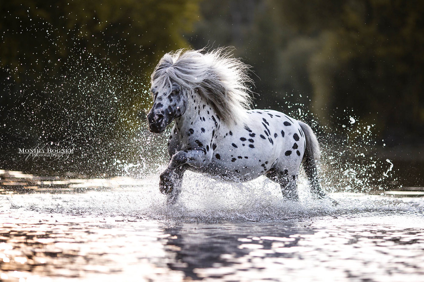 galoppierendes Pony im Wasser beim Fotoshooting