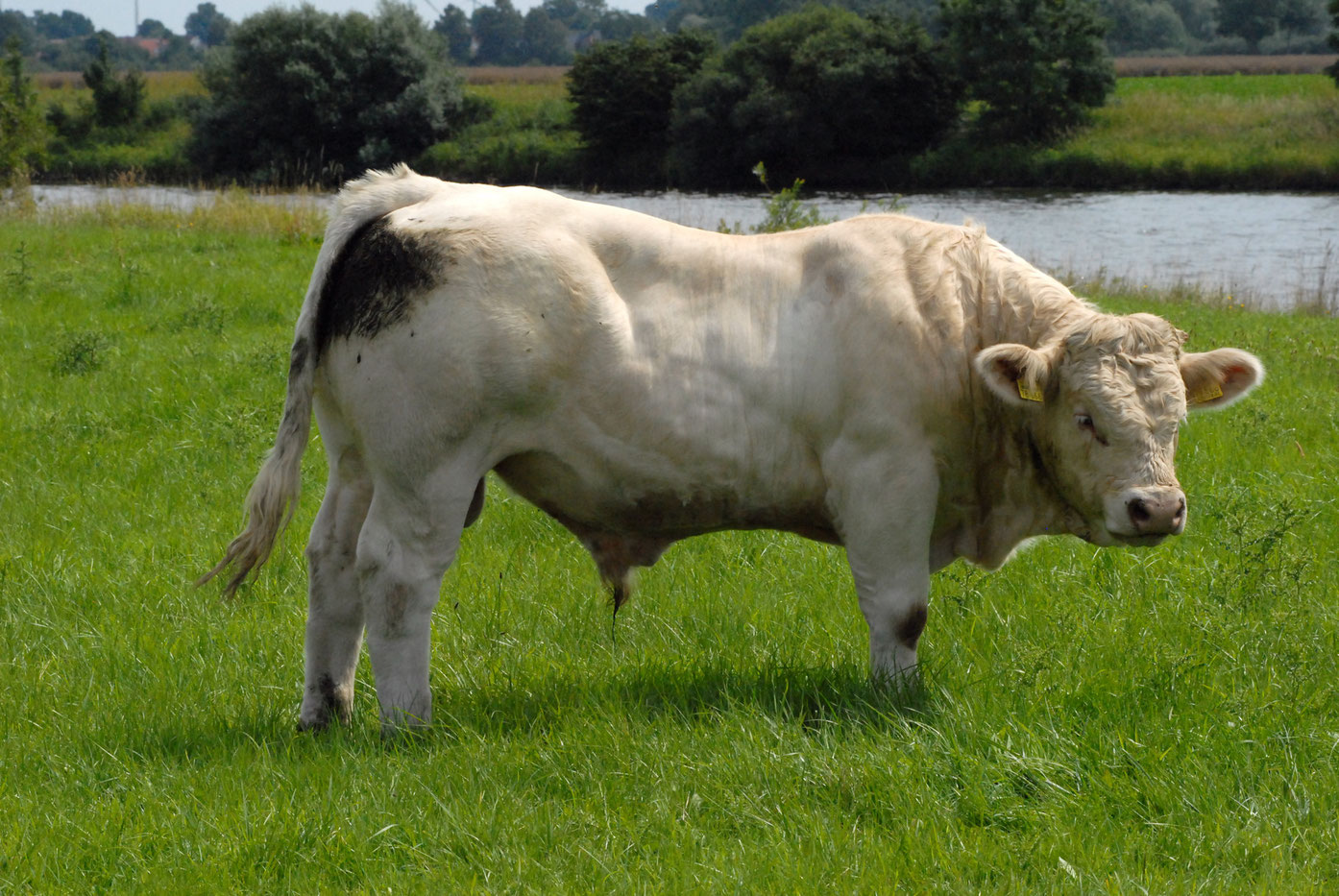 Deckbullen - charolais-kastens