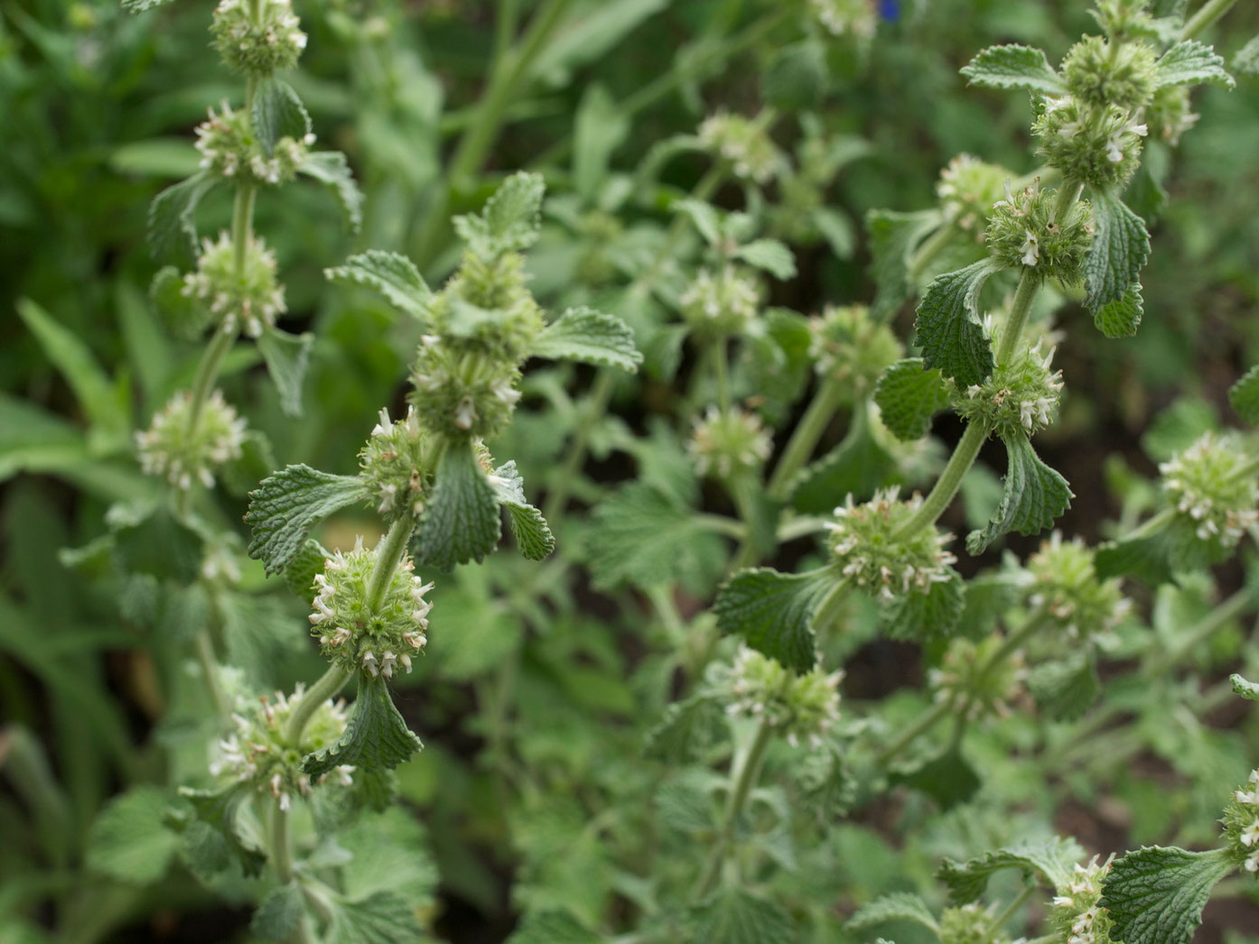 Gewöhnlicher Andorn PRINZESSINKARL