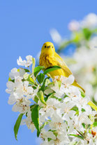 canari sur une fleur blanche metaphore du bien etre