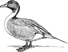 Bienvenue à La ferme de Rivault-à Autun-Producteur de Foiegras et d'Agneaux 