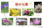 秋の七草
