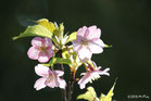 早咲きの桜