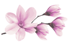 Bewertungen zu Hochzeitssängerin Juli auf Eventpeppers, Blumen
