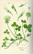 Planche botanique du trèfle.