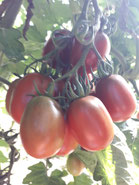 Balck Plum, Tomate mit ovalen rotbraunen Früchten. Foto:Gärtnerei Kirnstötter
