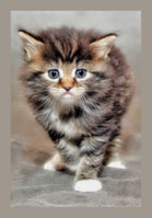 Bochum, Tierbetreuung, Katzenbetreuung,  Katzensitter, Catsitting