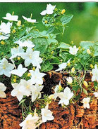 Weiße Glockenblume, Foto: Ilona M. Schütt, www.basenfasten-hamburg.net
