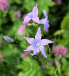 Alpenblume, Foto: Manfred Kaufmann, HH, Lizenz: www.basenfasten-hamburg.net