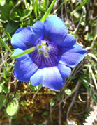 Alpenblume, Foto: Manfred Kaufmann, HH, Lizenz: www.basenfasten-hamburg.net