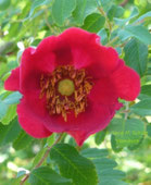 Rose/Strauchrose, Foto: Ilona M. Schütt, www.basenfasten-hamburg.net