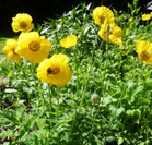 Gelber Mohn, Foto: Ilona M. Schütt, www.basenfasten-hamburg.net