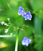 Alpenblume, Foto: Manfred Kaufmann, HH, Lizenz: www.basenfasten-hamburg.net