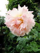 Rose/rosa Strauchrose, Foto: Ilona M. Schütt, Hamburg
