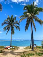 Plage de sable et palmiers sur la côte ouest de La Réunion, accès facile depuis Saint-Leu