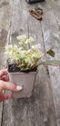 Chrysoplenium macrophyllum (Großblumiges chinesisches Milzkraut)