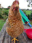Hühnerhaltung leicht gemacht- was braucht ein glückliches Huhn?