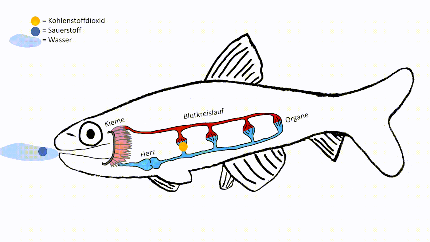 2.4 Fische BiologieUnterricht im digitalen Zeitalter